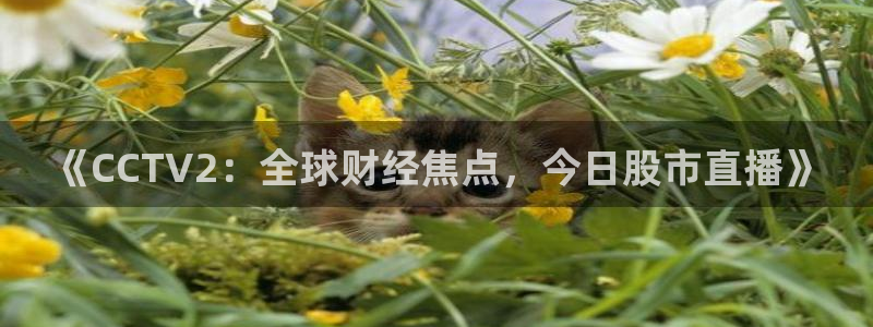 nba直播免费观看直播在线蜘蛛直播
