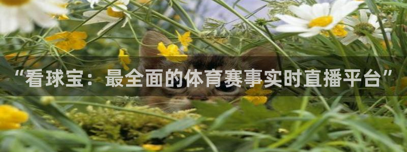 nba在线直播免费观看直播蜘蛛直播：“看球宝：最全面的体育赛事实时直播平台”